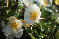 白い山茶花も咲いてた散歩道