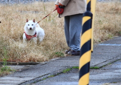 朝のお散歩～(^'^)