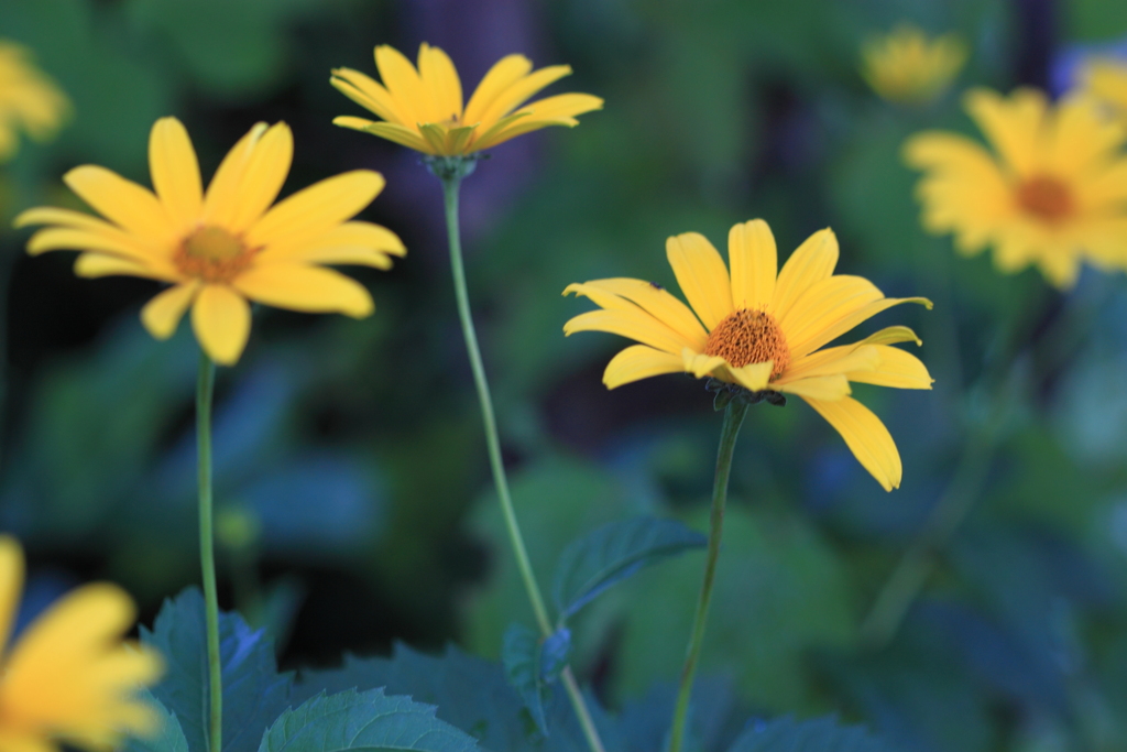 ヒメヒマワリ今花盛り