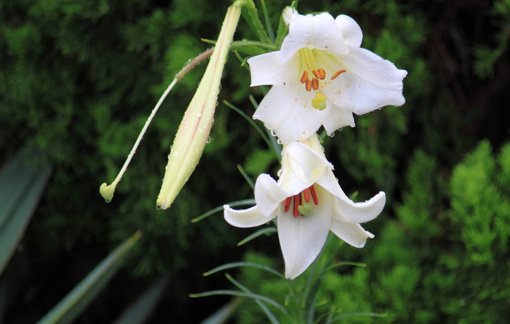 雨に打たれる白百合の花 By はなえ Id 写真共有サイト Photohito