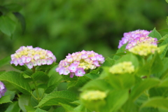 元気に咲いてるね