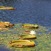 広い池でユッタリ秋のパラグアイオニバス