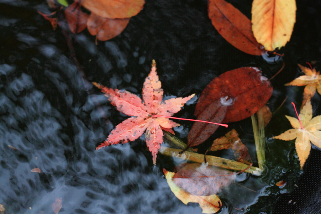 水鉢模様