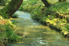 春の小川