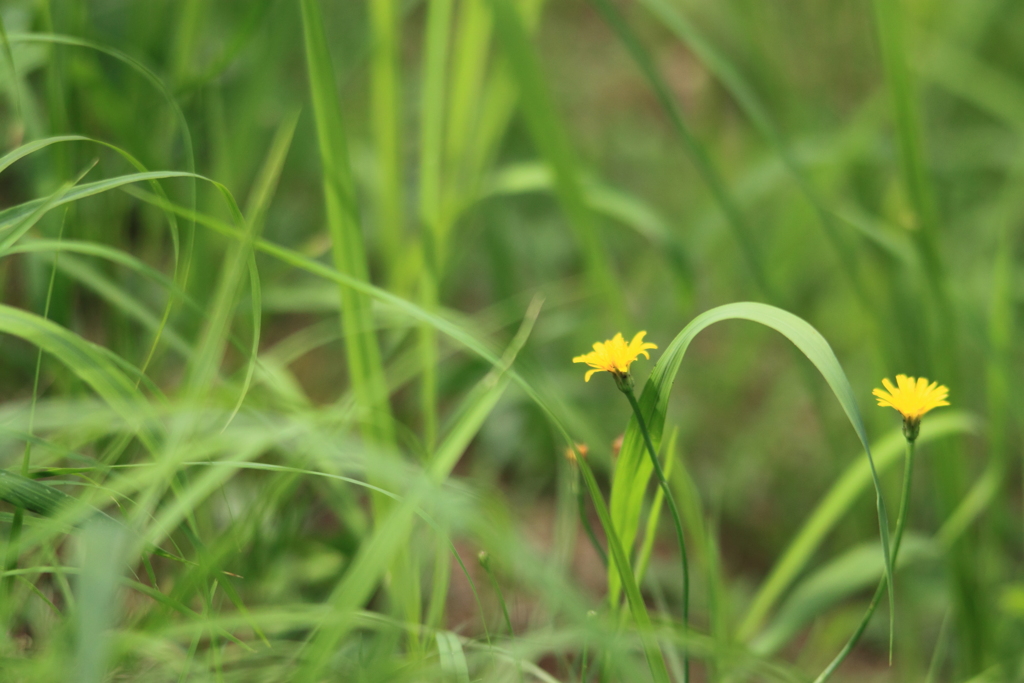 さやさやと微かに聞こえる草たちの会話　＾＾