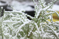 積もり始めたボタン雪