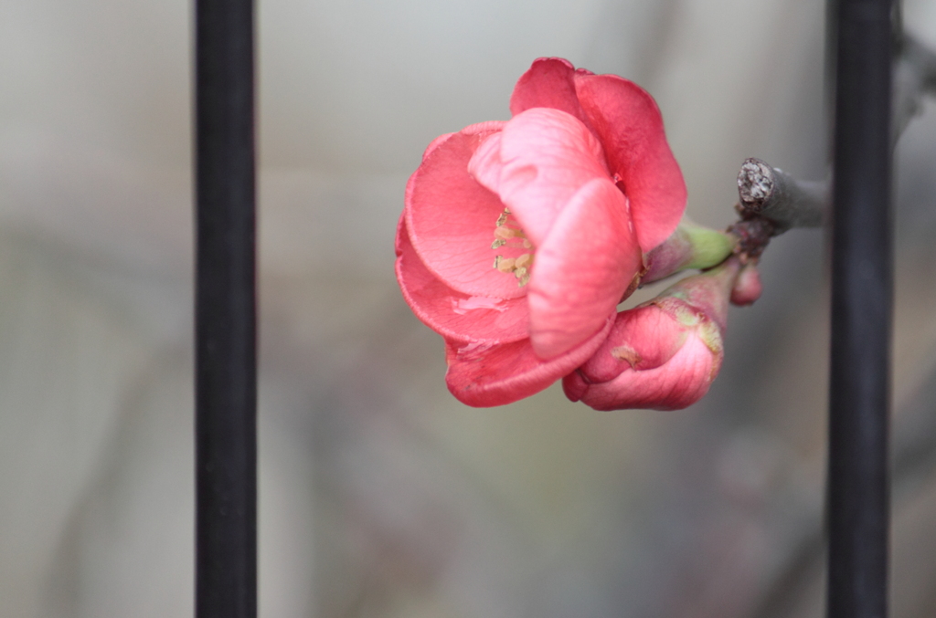 ボケの花たった一輪だけど華やぐ庭