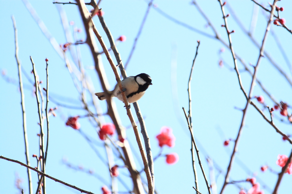 目が撮れなくて残念・・シジュウカラ