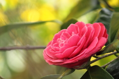 薔薇のような貴女
