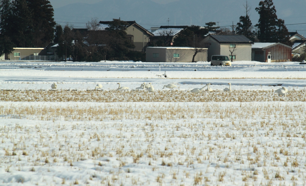 白鳥が来てた！