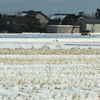 白鳥が来てた！