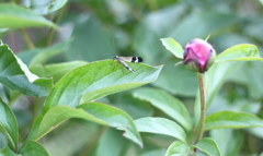 芍薬さんと・・オッ・・君はだれ？