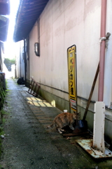 馬篭宿の猫ちゃん