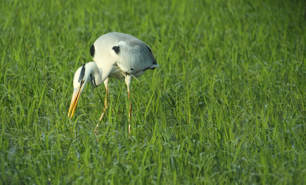 なにか見つけたのかも・・＾＾