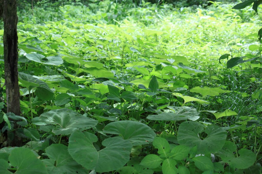 日常からの脱出‥緑が目に染みる