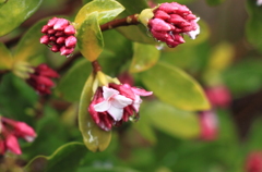 今朝の沈丁花