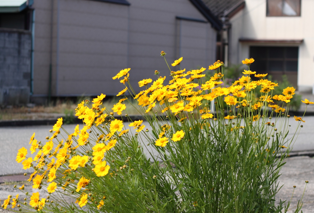 花の有る・・漁港の町角　