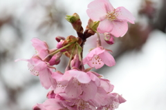 まだまだ・・これから河津桜　