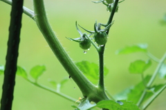 ミニトマトに雨滴