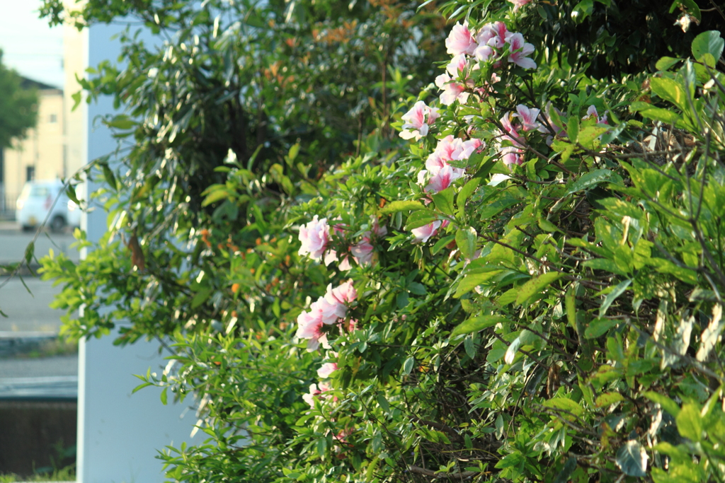 サツキは花盛り
