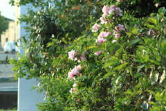 サツキは花盛り