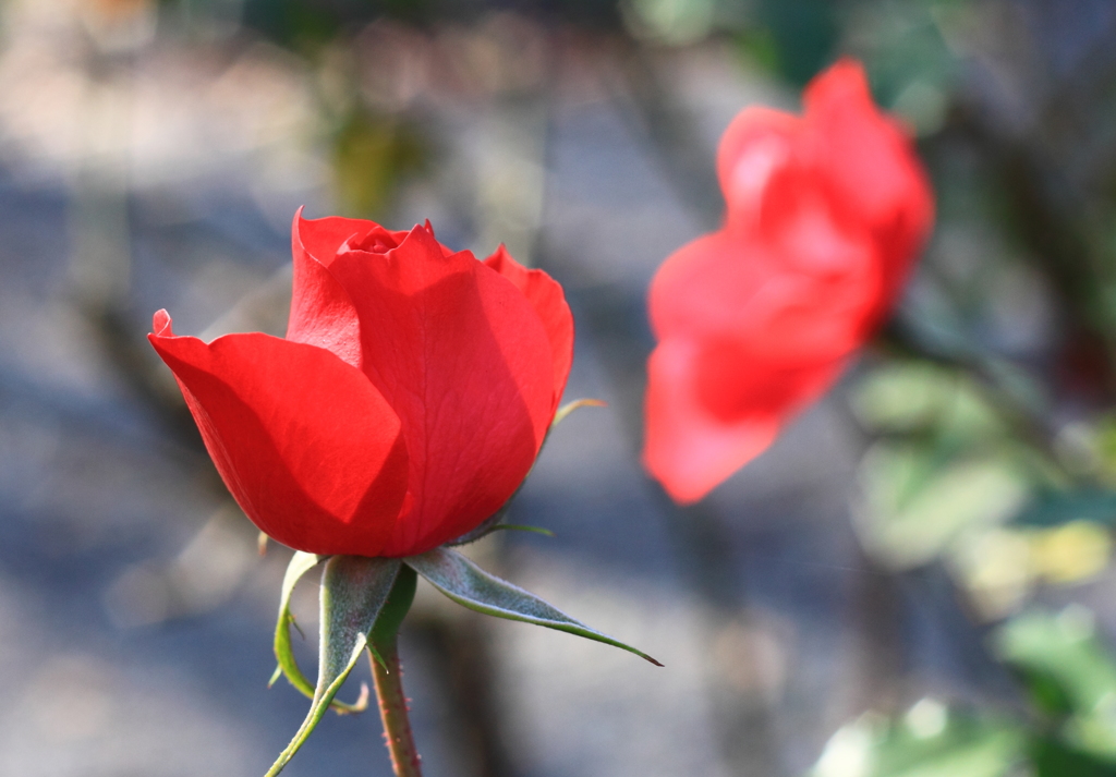 かわいい赤いバラ