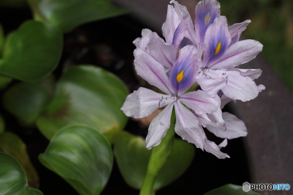 ホテイアオイの花が咲く・・薄紫の可憐な花