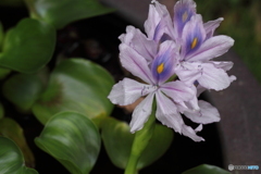 ホテイアオイの花が咲く・・薄紫の可憐な花