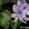 ホテイアオイの花が咲く・・薄紫の可憐な花