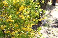 魚津市・・花の森　ガーデン