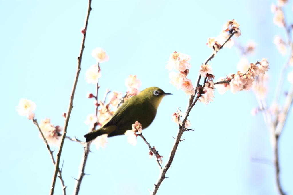 メジロが～１