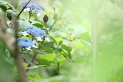 漂う紫陽花の精