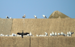 防波堤に集う海鳥