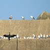 防波堤に集う海鳥