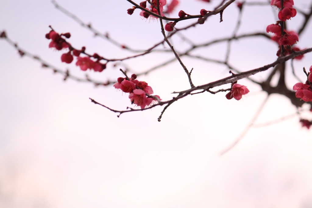 紅梅１