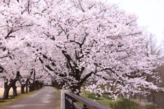 散る前に・・ゆったりお花見？