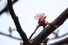 河津桜・・ほころぶ一番の花びら
