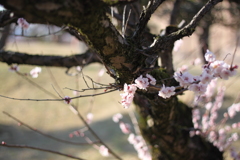 射水神社　桜２