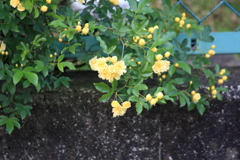 きいろいバラ