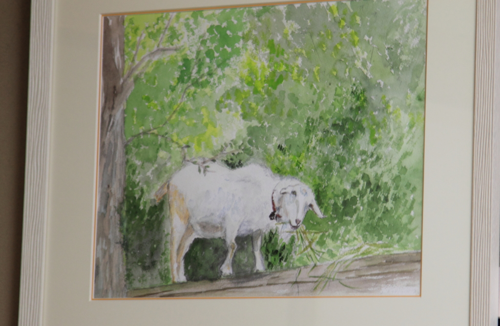 丑ではありません・・僕はヤギ