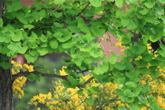 見事な緑なりイチョウの葉
