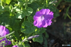 ちょっとだけ眩しいかも・・空き地のお花