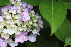 公園の紫陽花　１