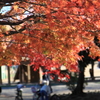 燃えるような紅葉の下で憩う日曜日の人々