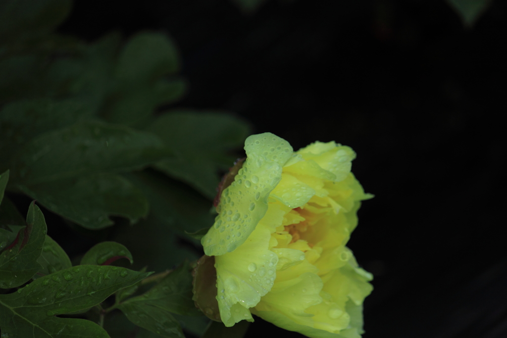 芍薬・・イエロ―エンぺラー
