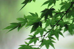 映える緑・・梅雨時モミジ