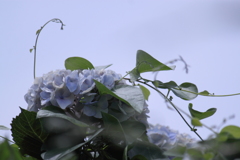 今日の空と同化してる？紫陽花さん＾＾