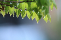 今朝は雨