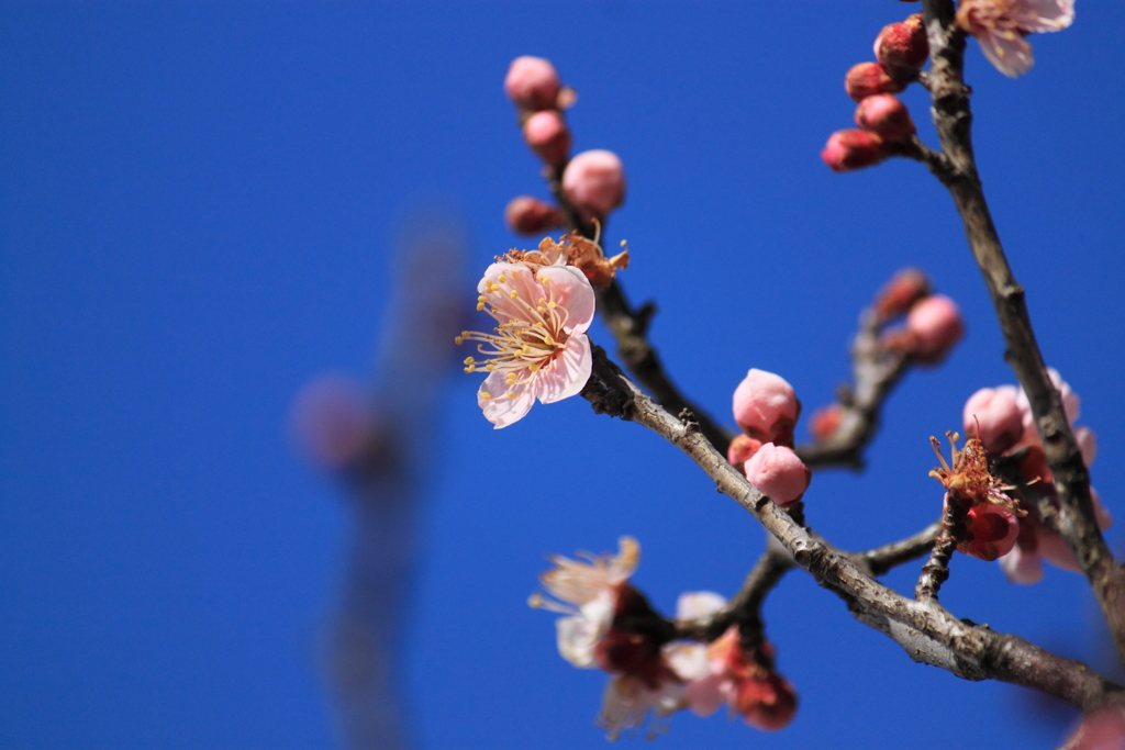 柔らかな日差しにホッコリ梅の花