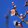 柔らかな日差しにホッコリ梅の花